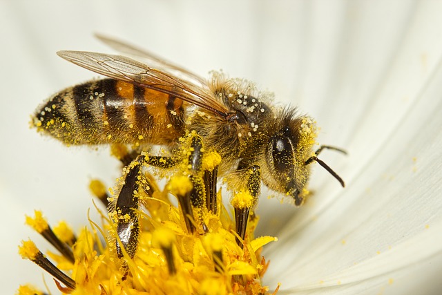 Pollen frais et TDAH